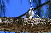 DSC_8729 Gygis alba fairy tern_tn
